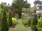 Specimen yew framed by avenue of Thuja "Smaragd"